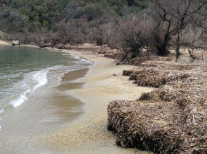 posidonia_oceanica-5